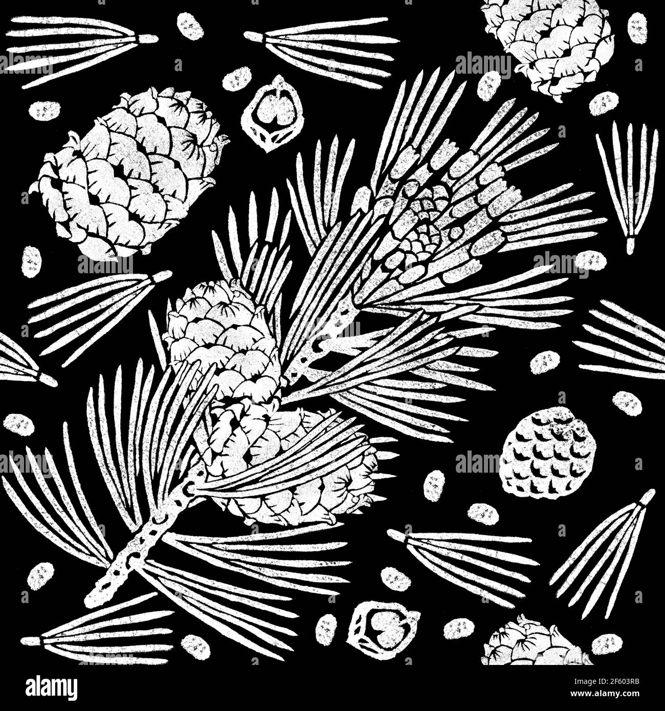 Pinus sibirica nahtloses Muster auf schwarz isoliert. Sibirische Kiefer Zweig, Zapfen, Samen. Handgezeichnete botanische Illustration Stockfoto