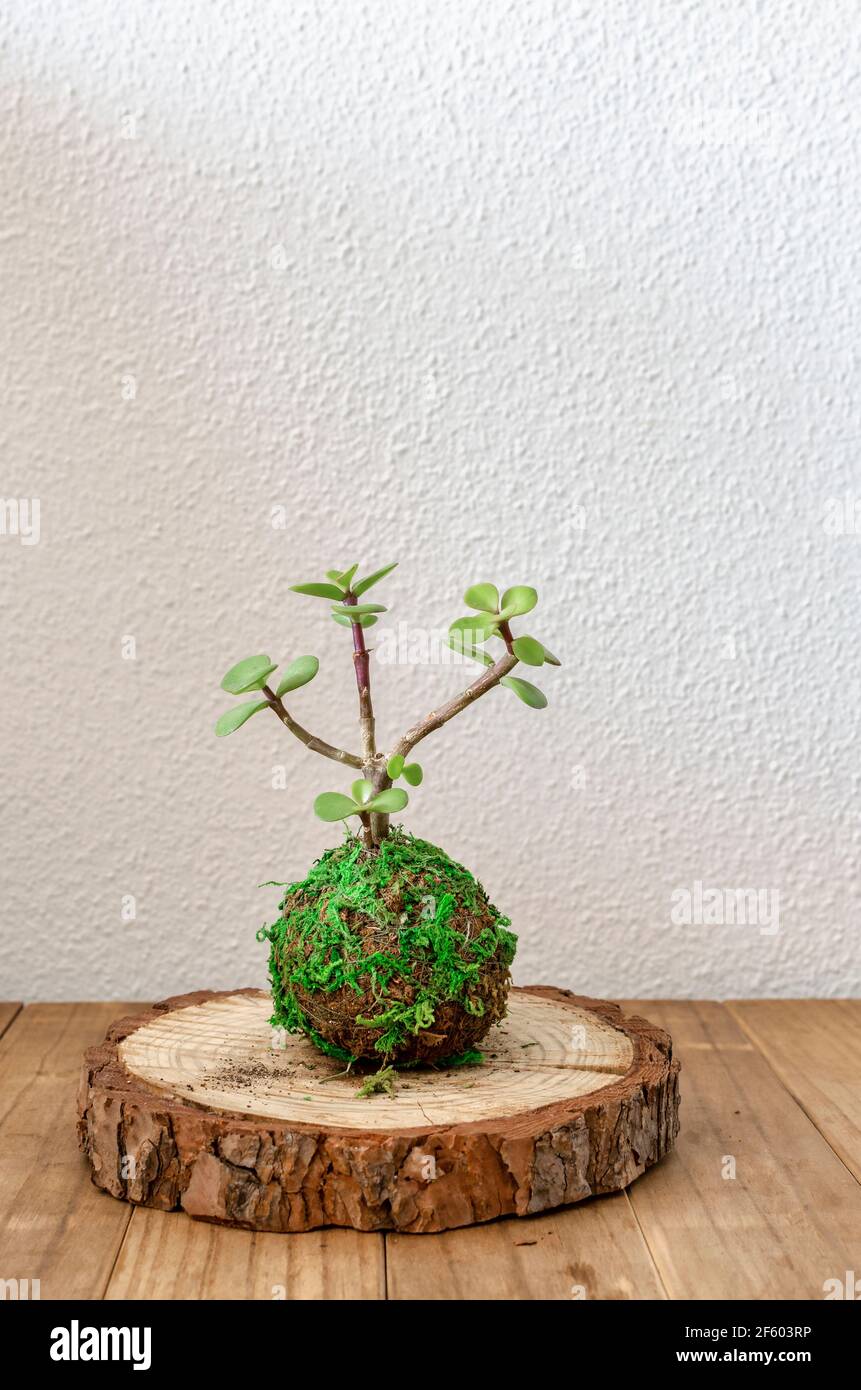 Kokedama einer Sukkulenten Pflanze genannt portulacaria afra auch als Jade Zwerg oder Pflanze des Plenty bekannt. Stockfoto