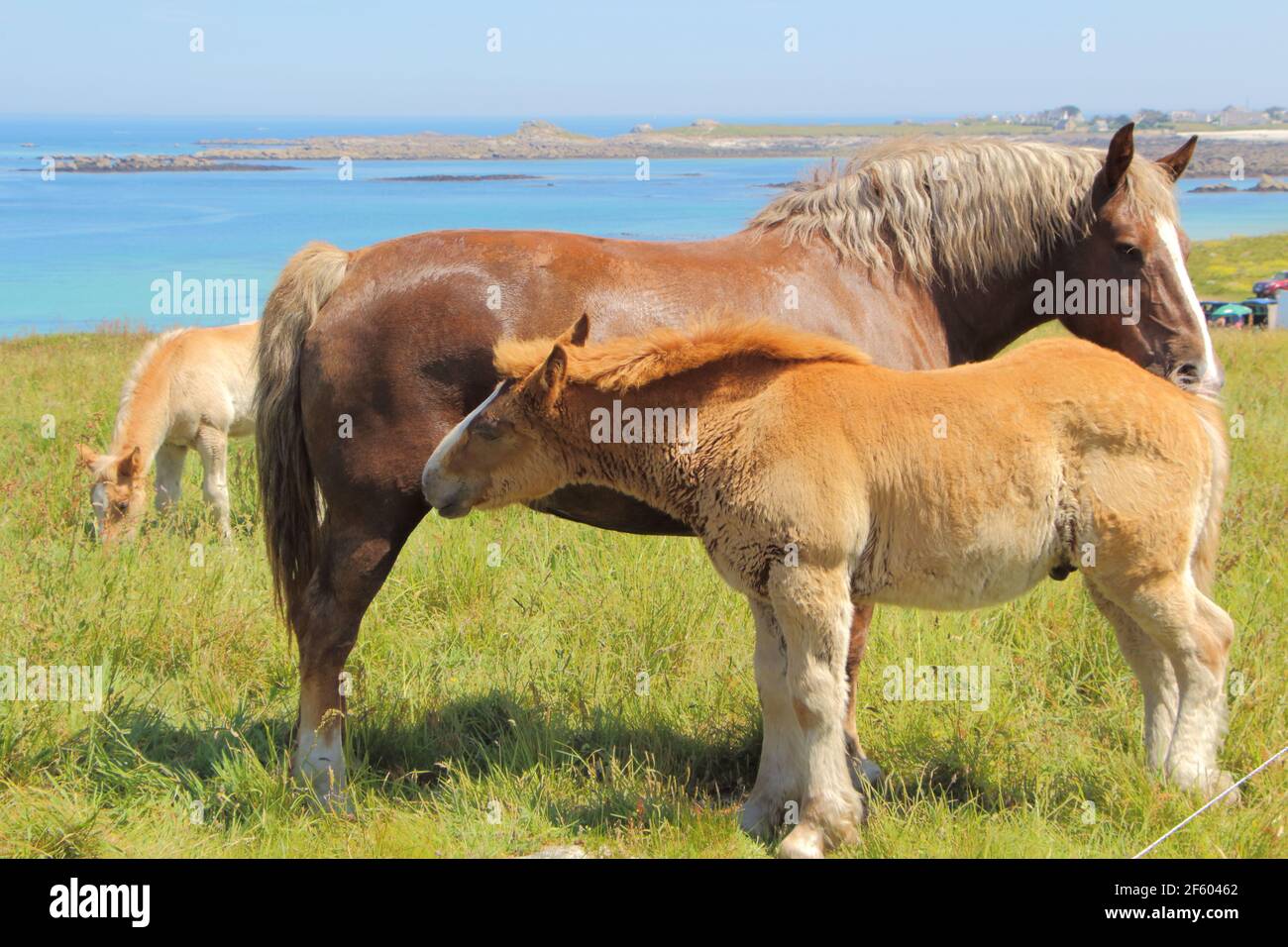 Trait Breton Stute und ihr Fohlen in einem Feld in der Nähe Das Meer der bretonischen Küste Stockfoto