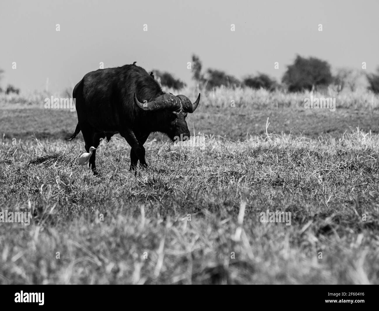 Großer schwarzer Büffel Stockfoto