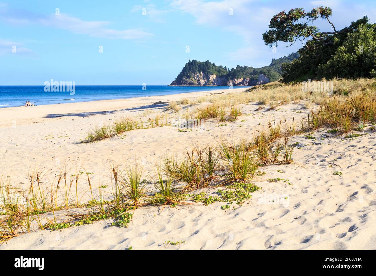 Einheimische Gräser wachsen im Sand von Whiritoa Beach, Neuseeland Stockfoto