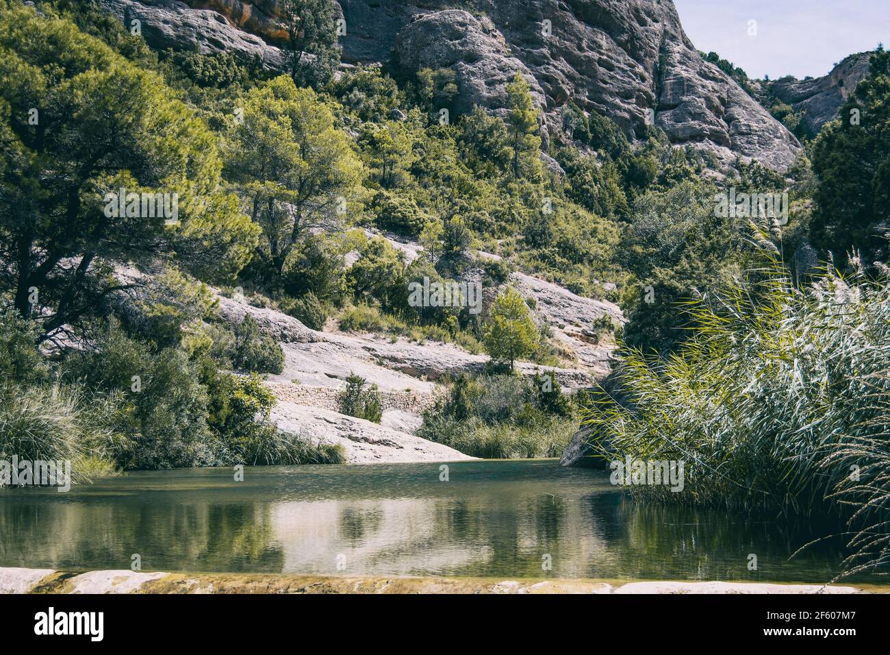 Ruhiger Bach mit vielen Steinen auf dem Weg, umgeben von viel grünem Wald in katalonien, spanien Stockfoto