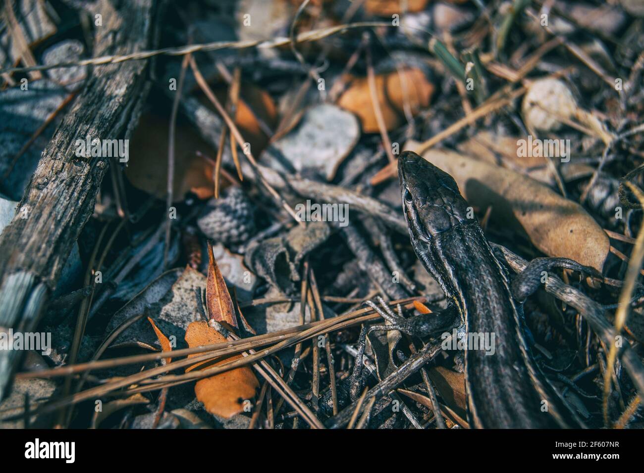 Oben auf dem Kopf einer Eidechse auf der getarnt Boden eines Feldes Stockfoto