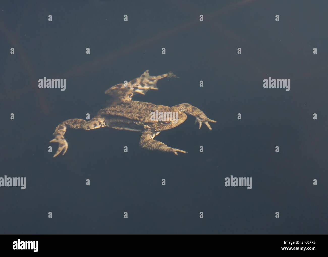 Kröte häufig (Bufo bufo), Schwimmen an der Oberfläche in einem Laichteich, ländlichen Dumfries, SW Schottland Stockfoto