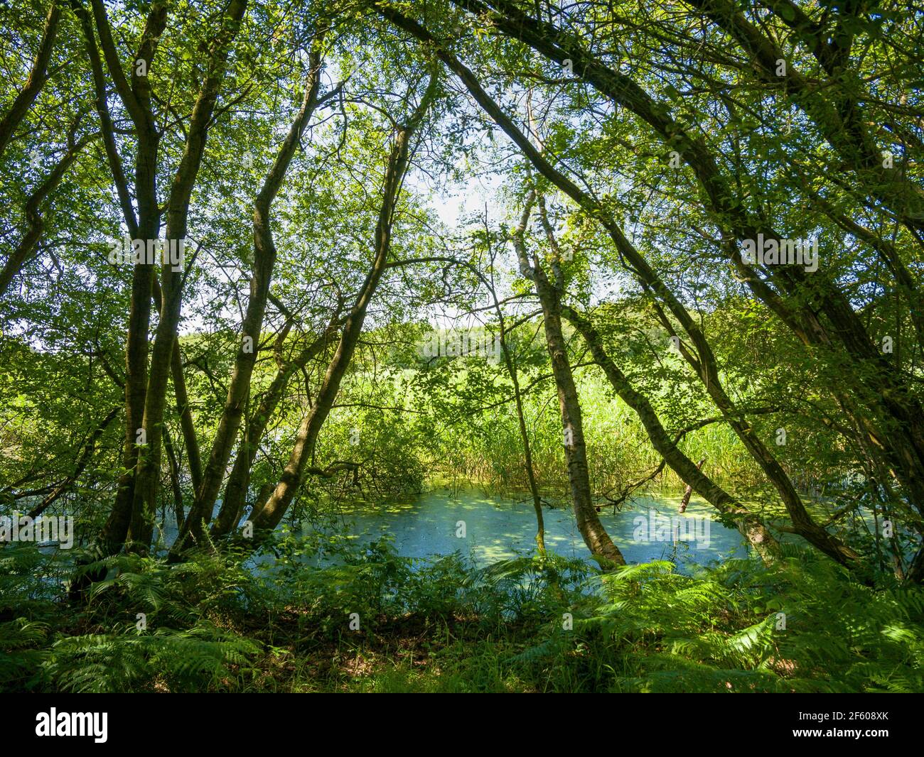 Ein Waldgebiet am Rande von Feuchtgebieten im Shapwick Heath National Nature Reserve, Teil der Avalon Marshes in den Somerset Levels, England. Stockfoto