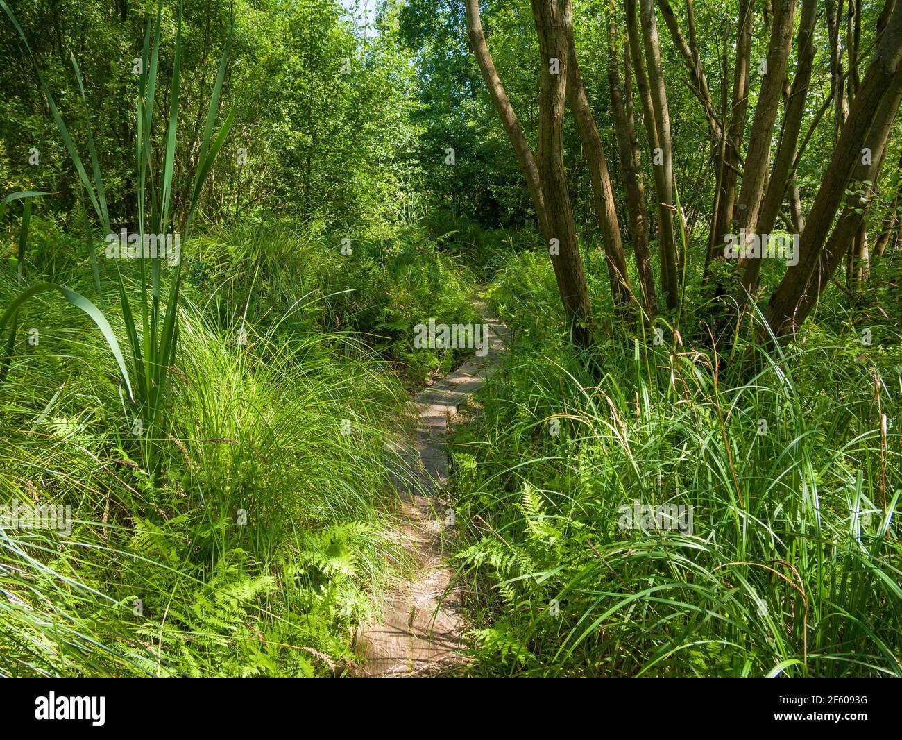 Eine Nachbildung des bronzezeitlichen Meare Heath Trackway im Shapwick Heath National Nature Reserve, Teil der Avalon Marshes in den Somerset Levels, England. Stockfoto