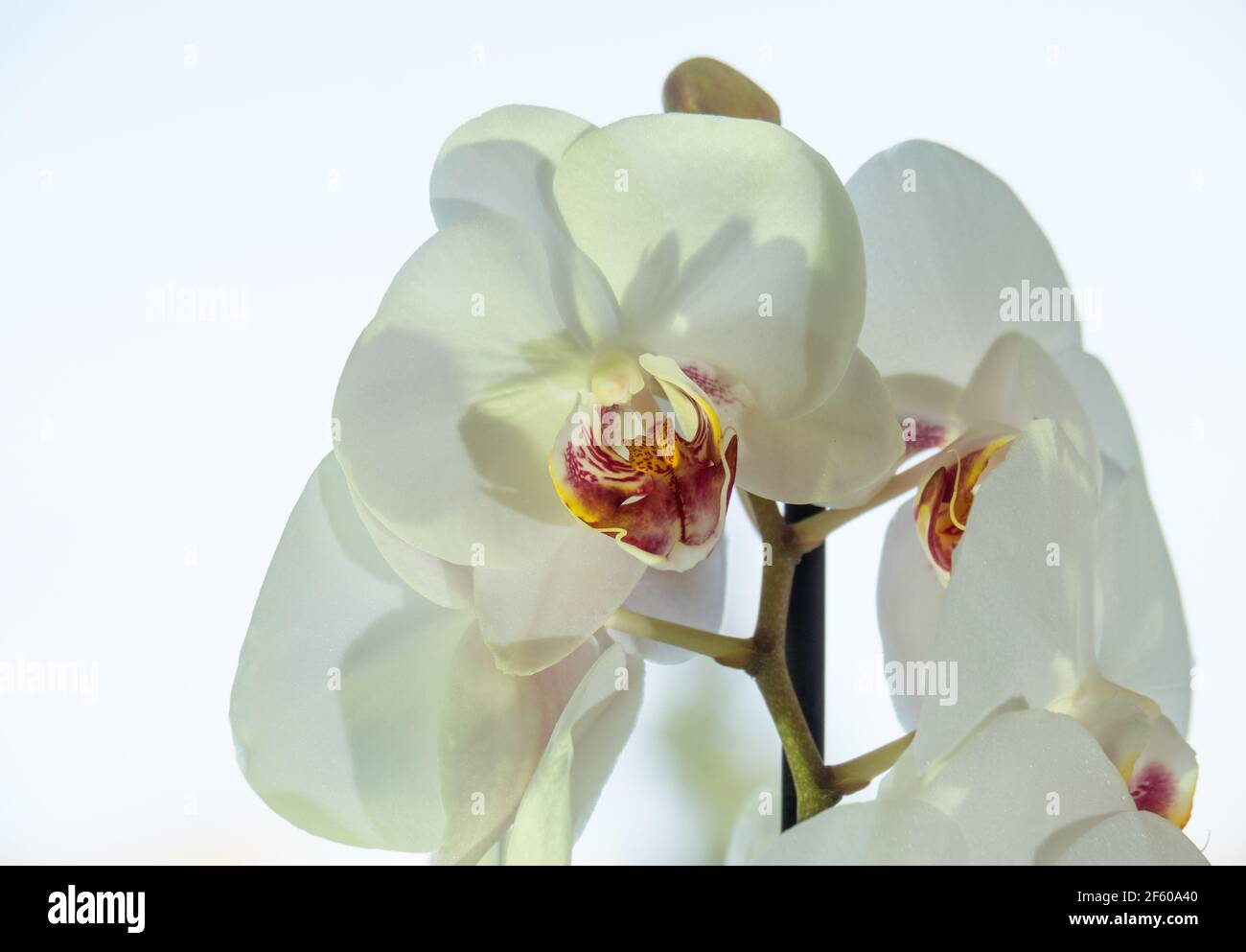 Weißer Hintergrund und Blume einer schönen gelb-grünlichen Orchidee Stockfoto