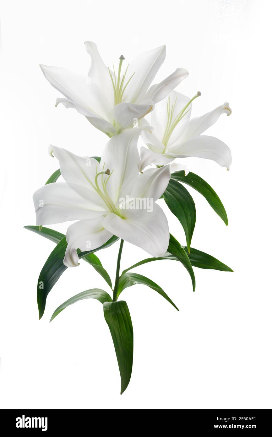 Schöne weiße Lilie isoliert auf weißem Hintergrund. Stockfoto