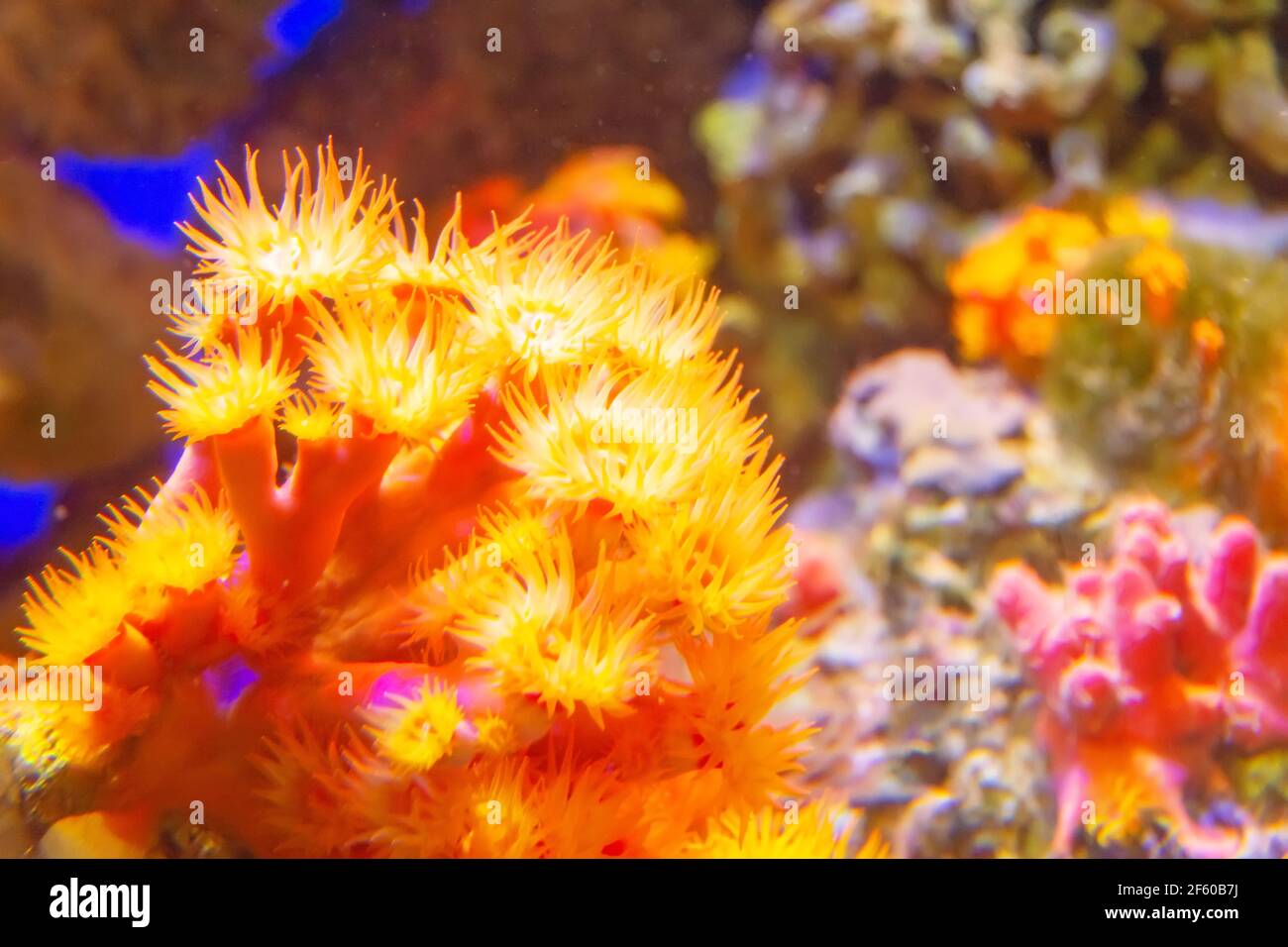 Korallenpolypen von tiefgelber Farbe mit losen Stichzellen Für Phytoplankton-Catcher Stockfoto