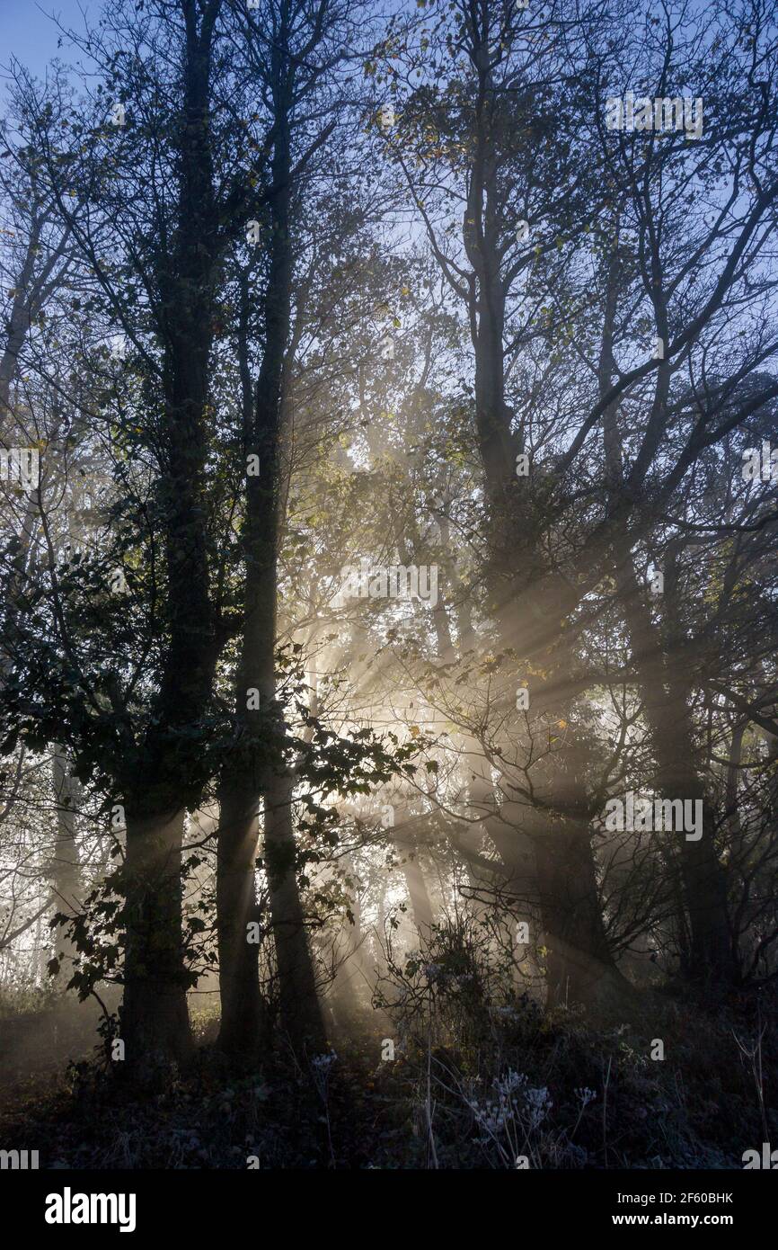 Sonnenaufgang in Londonthorpe Wood (Woodland Trust), Londonthorpe, in der Nähe von Grantham, Lincolnshire, England Stockfoto