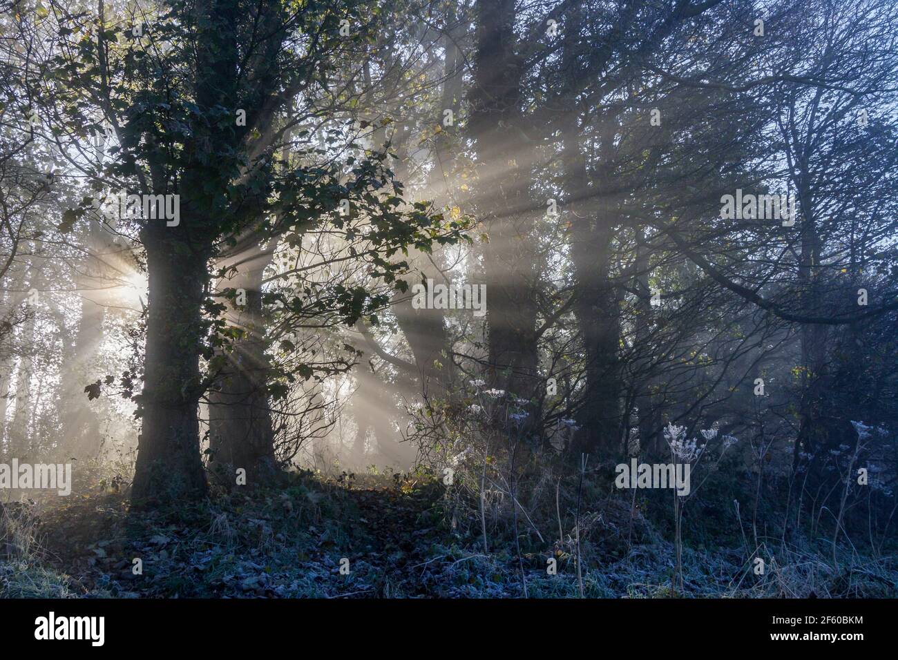 Sonnenaufgang in Londonthorpe Wood (Woodland Trust), Londonthorpe, in der Nähe von Grantham, Lincolnshire, England Stockfoto