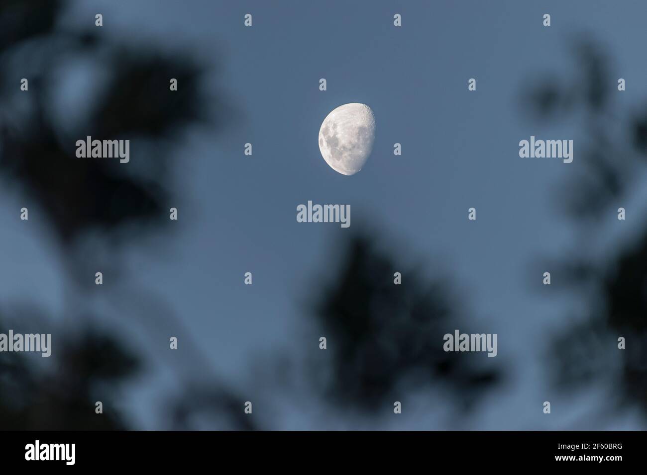 Abnehmender, kiemender Mond am frühen Abend mit Wind wehender Baum im Vordergrund. Klarer grau-blauer Himmel. Australien, 24. März 2021. Speicherplatz kopieren. Stockfoto