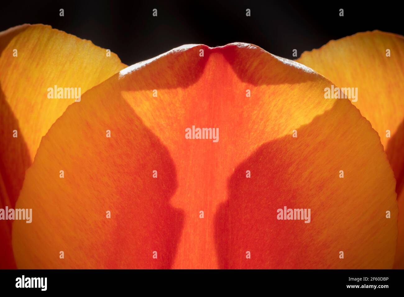 Ein Nahaufnahme Makro-Bild des Details im Blütenblatt einer Tulpenblume. Stockfoto