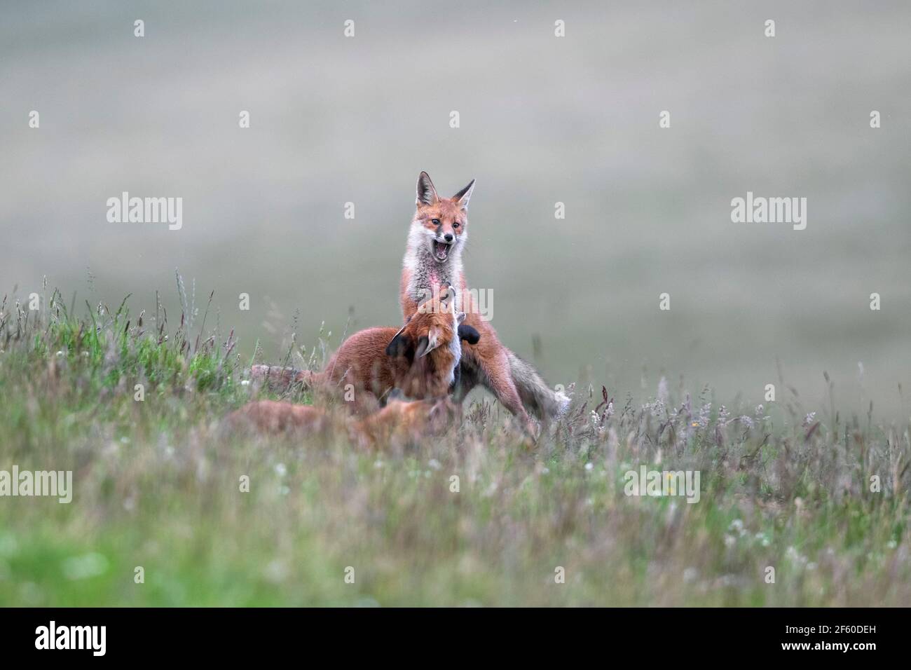 Junge Rotfüchse (Vulpes vulpes) spielen, Northumberland Nationalpark, Großbritannien, Stockfoto