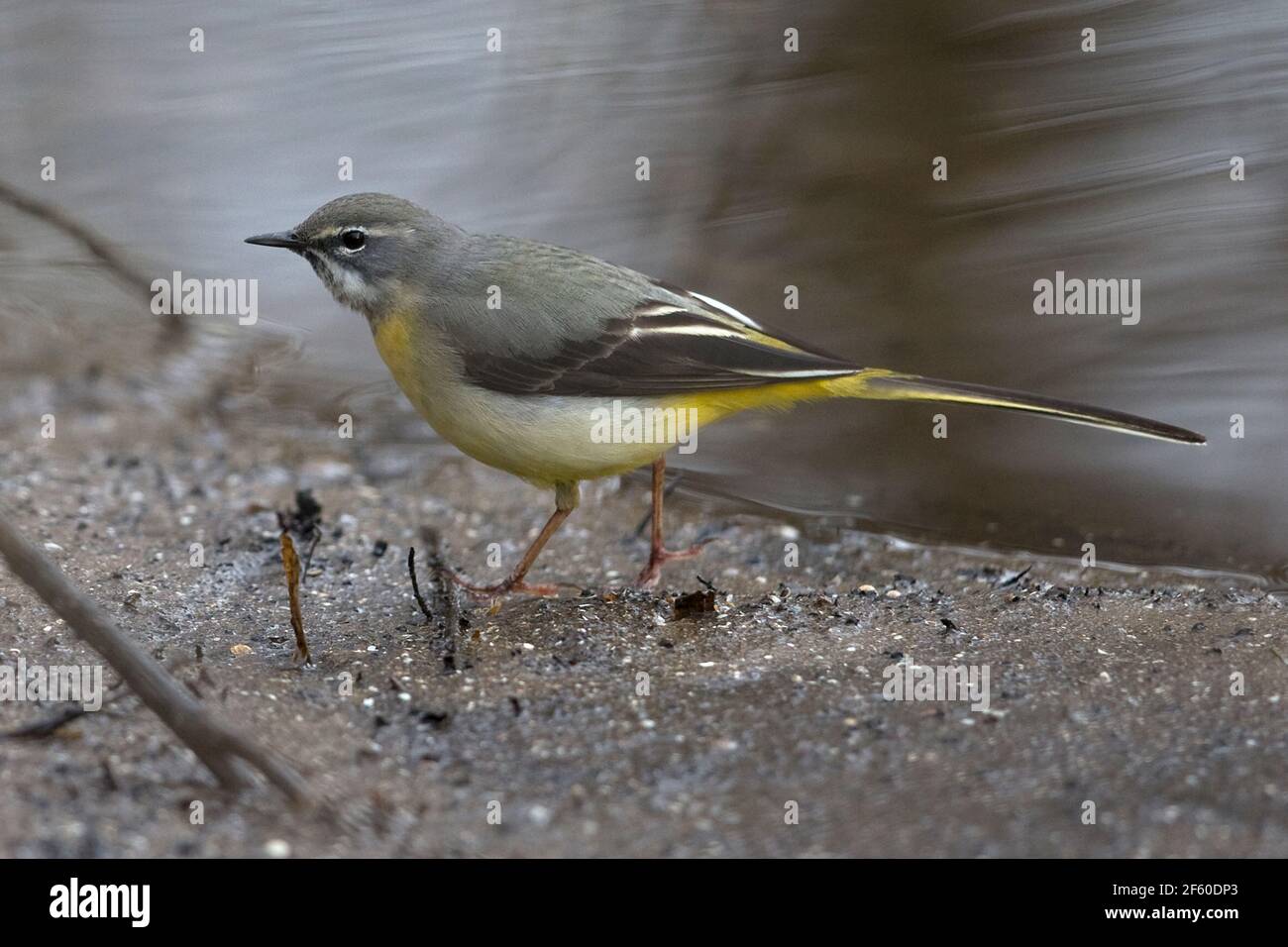 Gebirgsstelze (Motacilla Cinera) Stockfoto