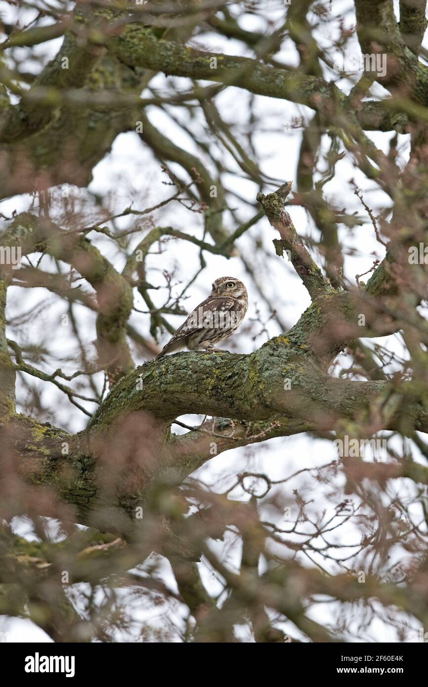 Steinkauz (Athene Noctua) Stockfoto
