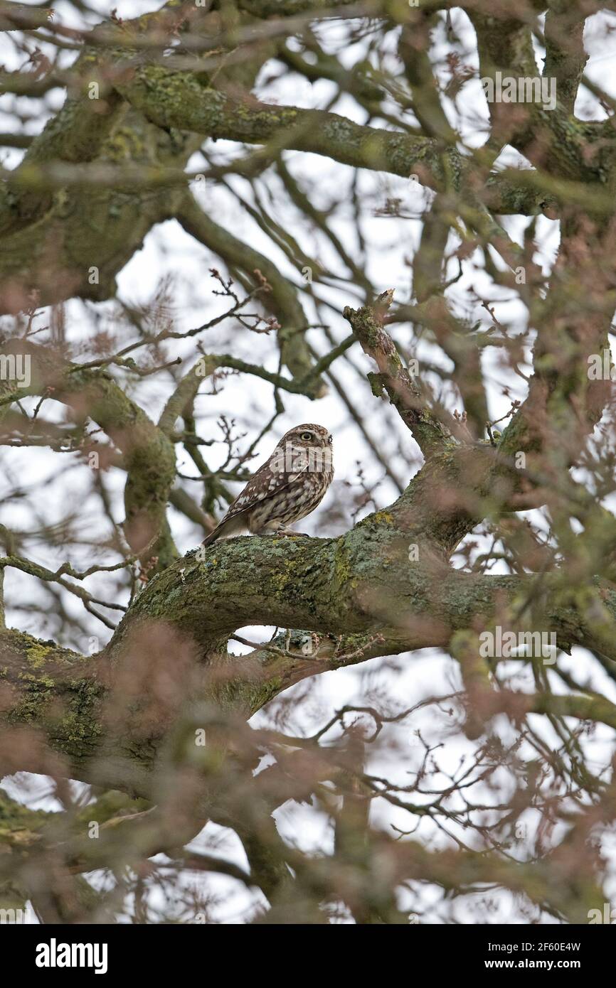 Steinkauz (Athene Noctua) Stockfoto