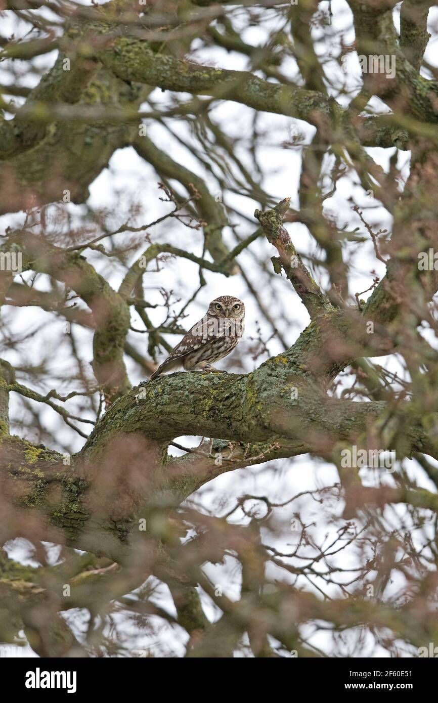 Steinkauz (Athene Noctua) Stockfoto