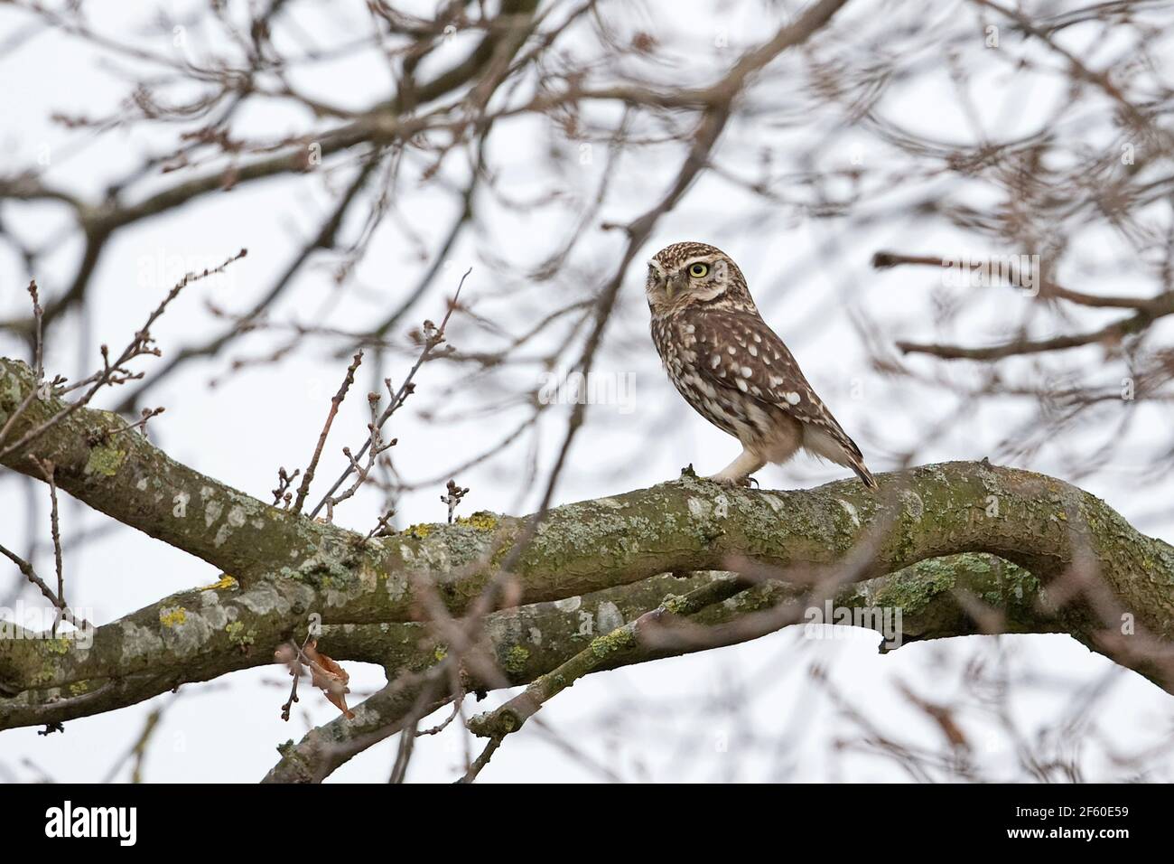Steinkauz (Athene Noctua) Stockfoto
