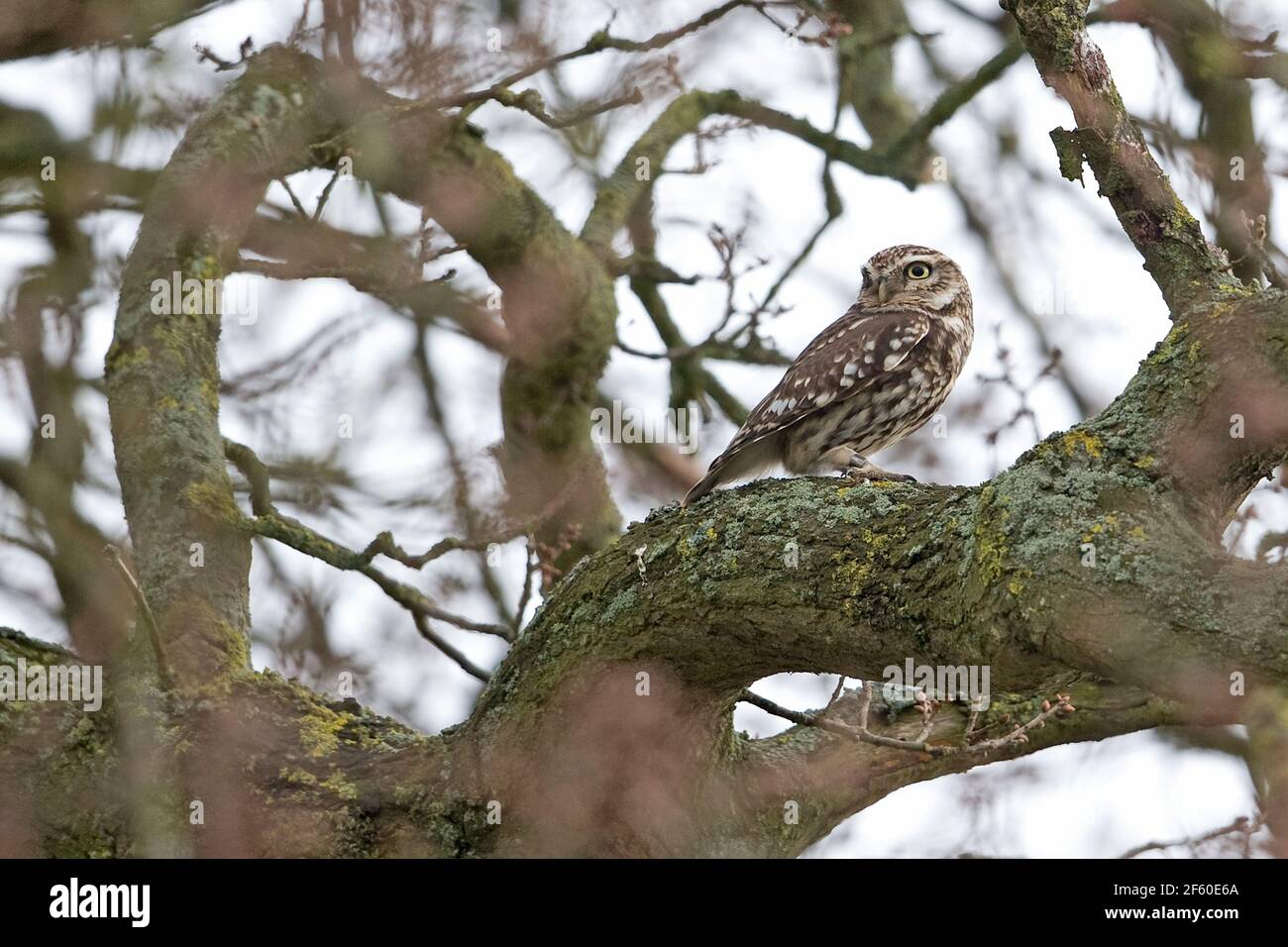 Steinkauz (Athene Noctua) Stockfoto
