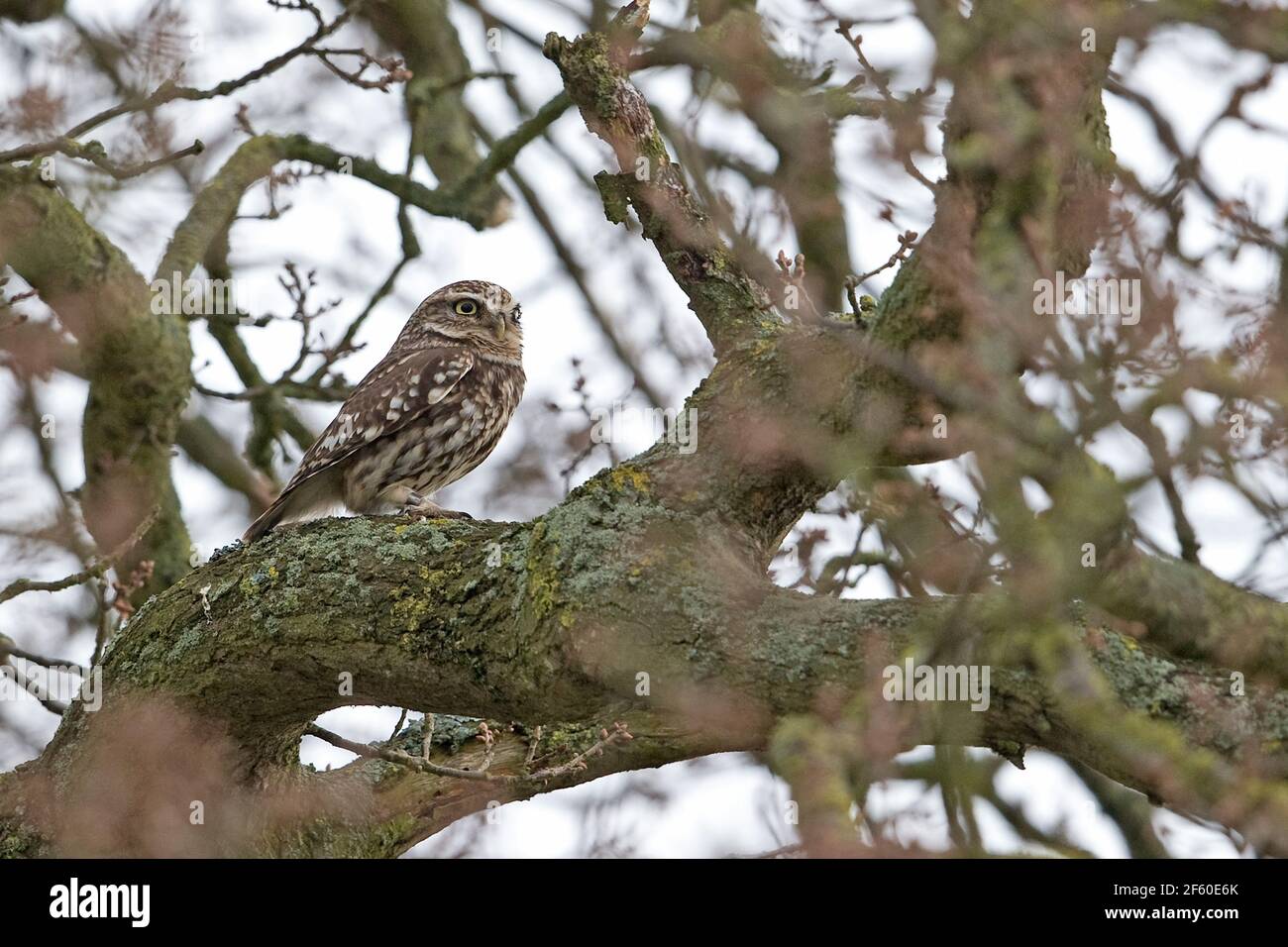 Steinkauz (Athene Noctua) Stockfoto