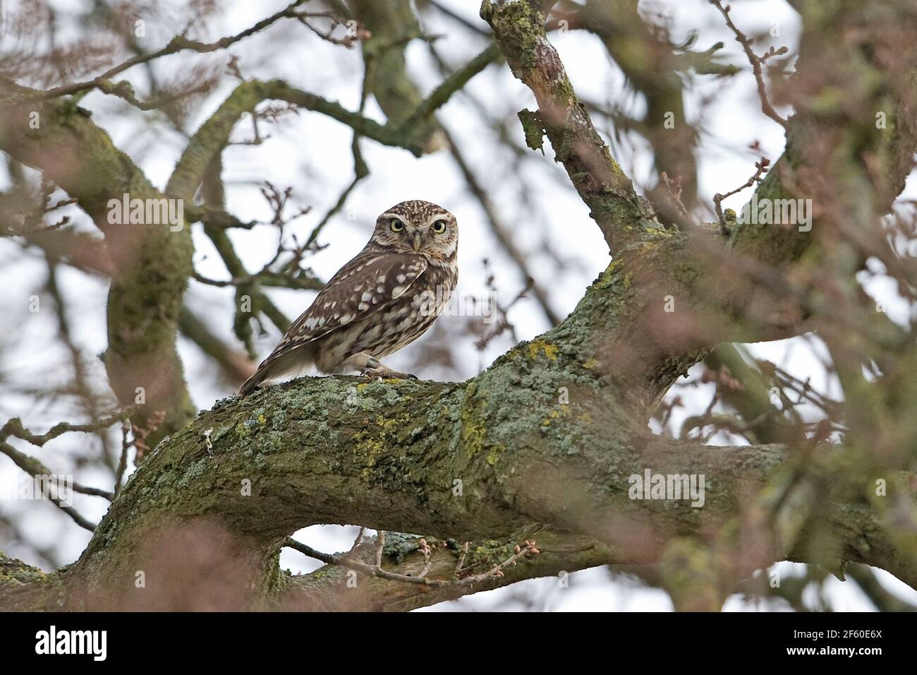 Steinkauz (Athene Noctua) Stockfoto