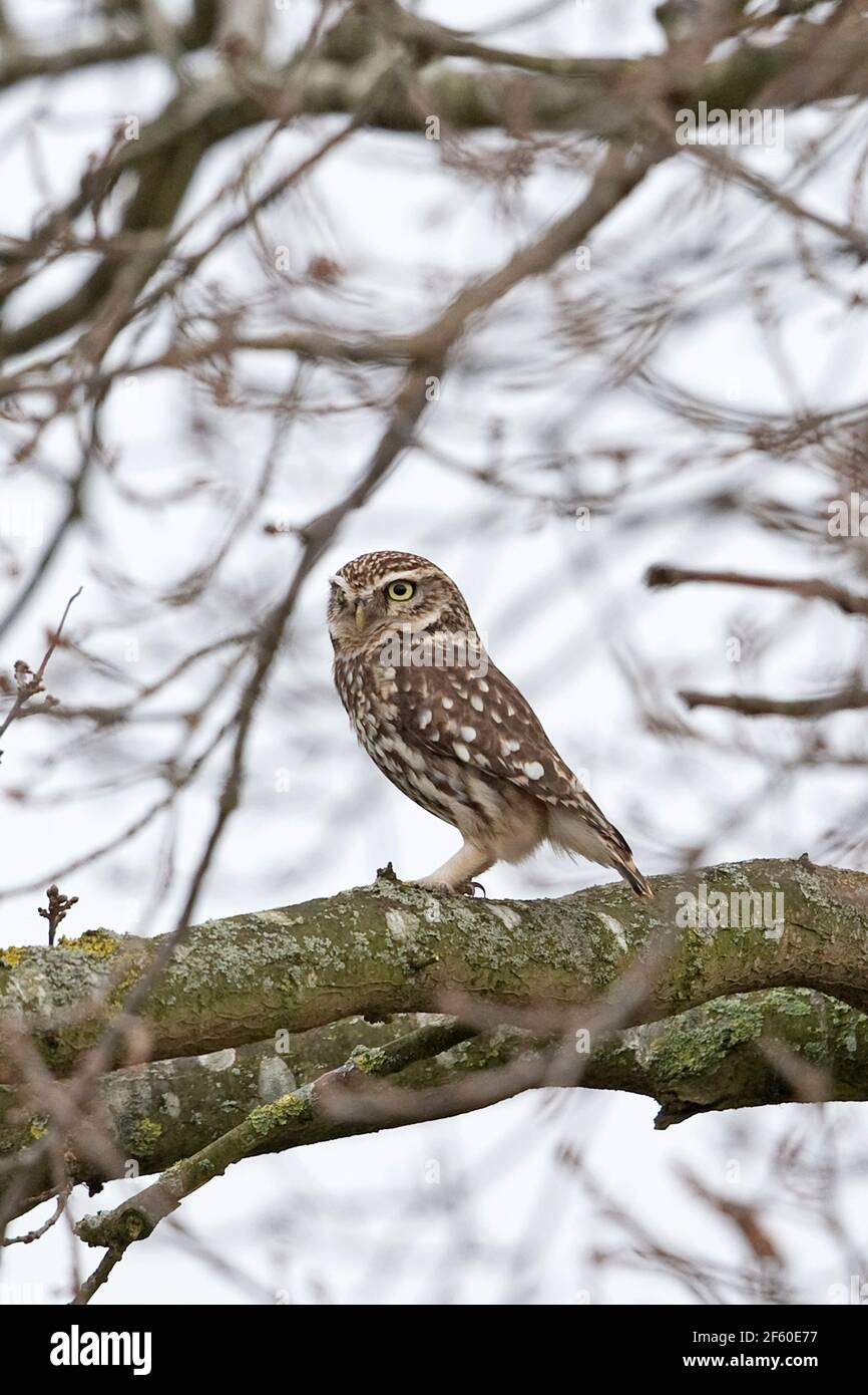 Steinkauz (Athene Noctua) Stockfoto