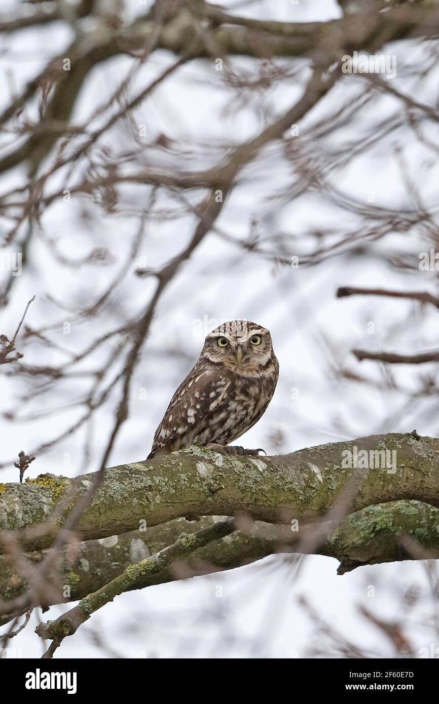 Steinkauz (Athene Noctua) Stockfoto