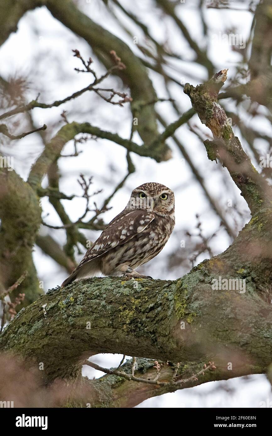 Steinkauz (Athene Noctua) Stockfoto