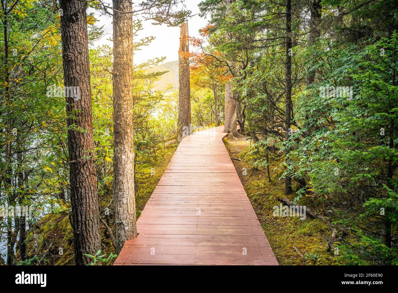Boardwalk mitten in einem Wald mit Herbstfarben und Dramatisches Licht im Potatso Nationalpark in Yunnan China Stockfoto