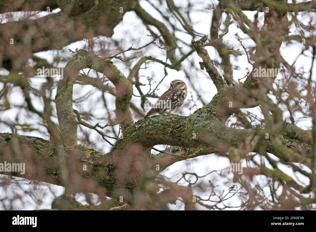 Steinkauz (Athene Noctua) Stockfoto