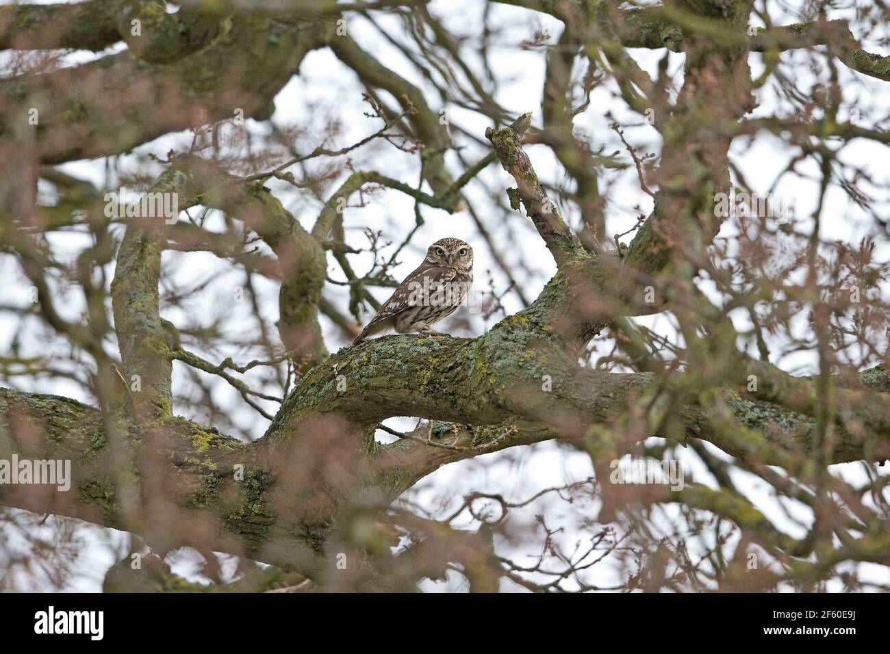 Steinkauz (Athene Noctua) Stockfoto