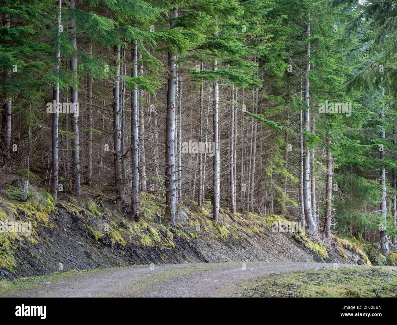 Forstweg in den schottischen Highlands. Glen Urquhart, Highland, Schottland. Stockfoto