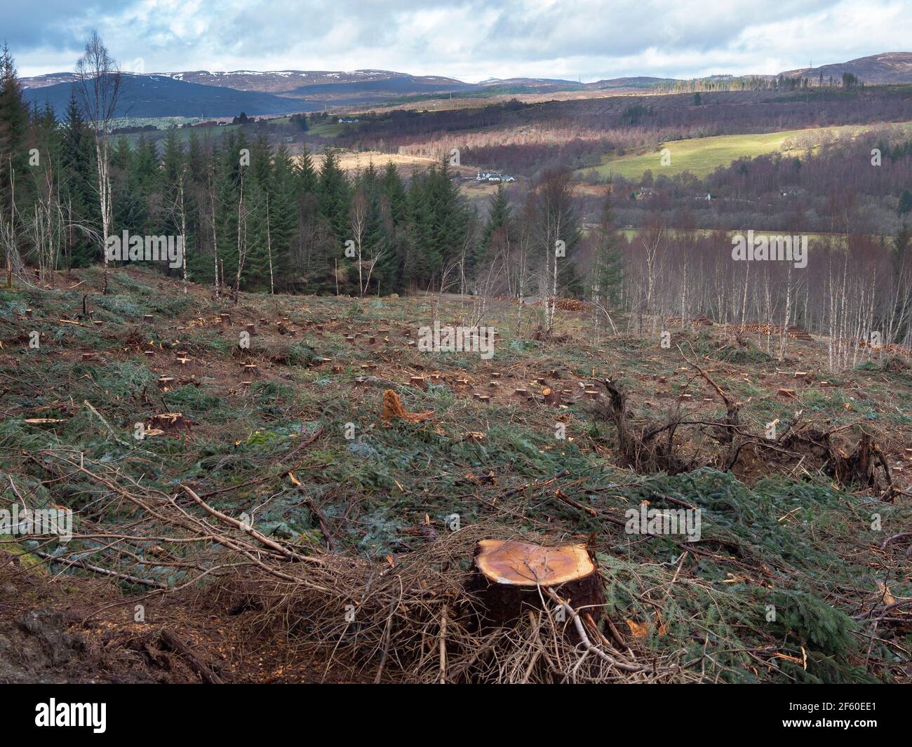 Hanglage nach der Baumernte. Forstbetriebe in den schottischen Highlands. Glen Urquhart, Highland, Schottland Stockfoto