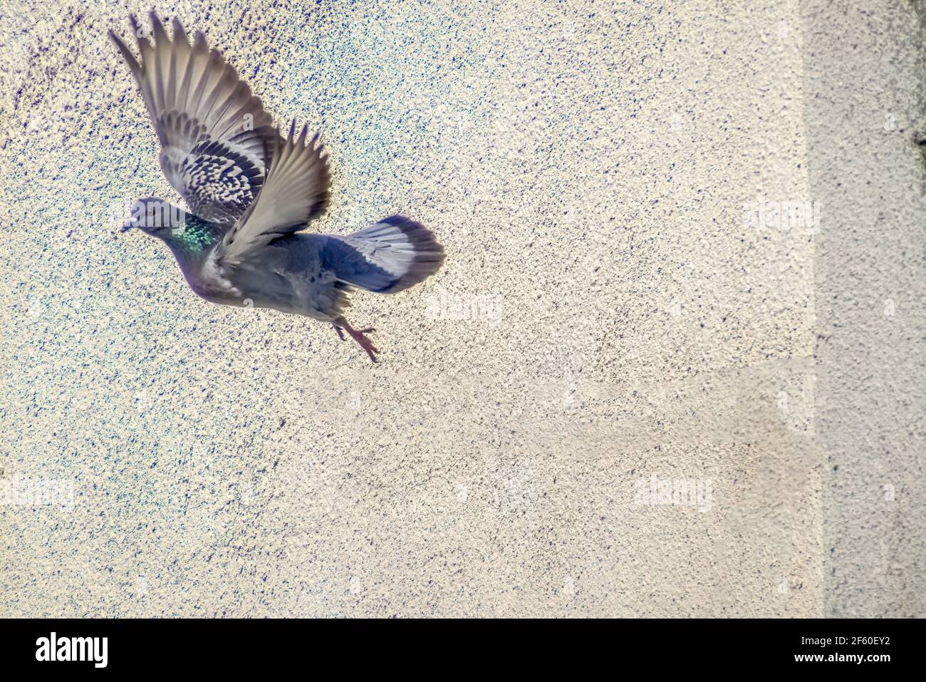 Bewegungsszene von Felstaube Fliegen in der Luft isoliert Auf weißem Hintergrund mit Beschneidungspfad Stockfoto