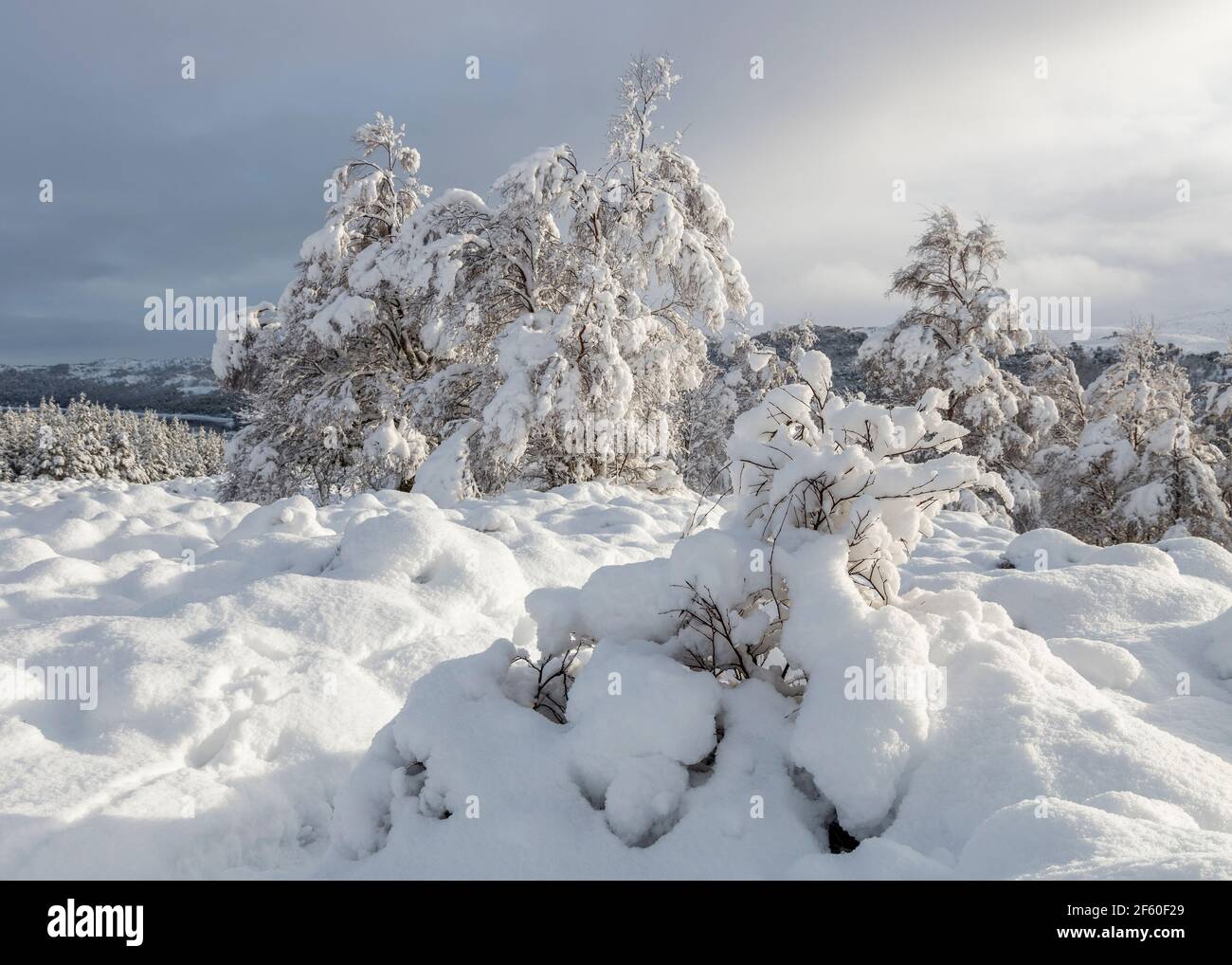 Morgenlicht auf schneebedeckten Bäumen und Heidekraut. Glen Affric, Highland, Schottland Stockfoto