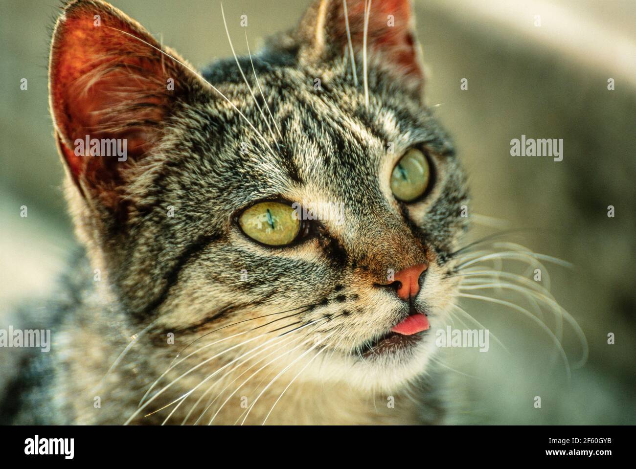 Tabby Katze mit Zunge heraus. Eine Tabby ist jede Hauskatze (Felis catus)  mit einer markanten M-förmigen Markierung auf der Stirn, Streifen an den  Augen und über die Wangen, entlang des Rückens und