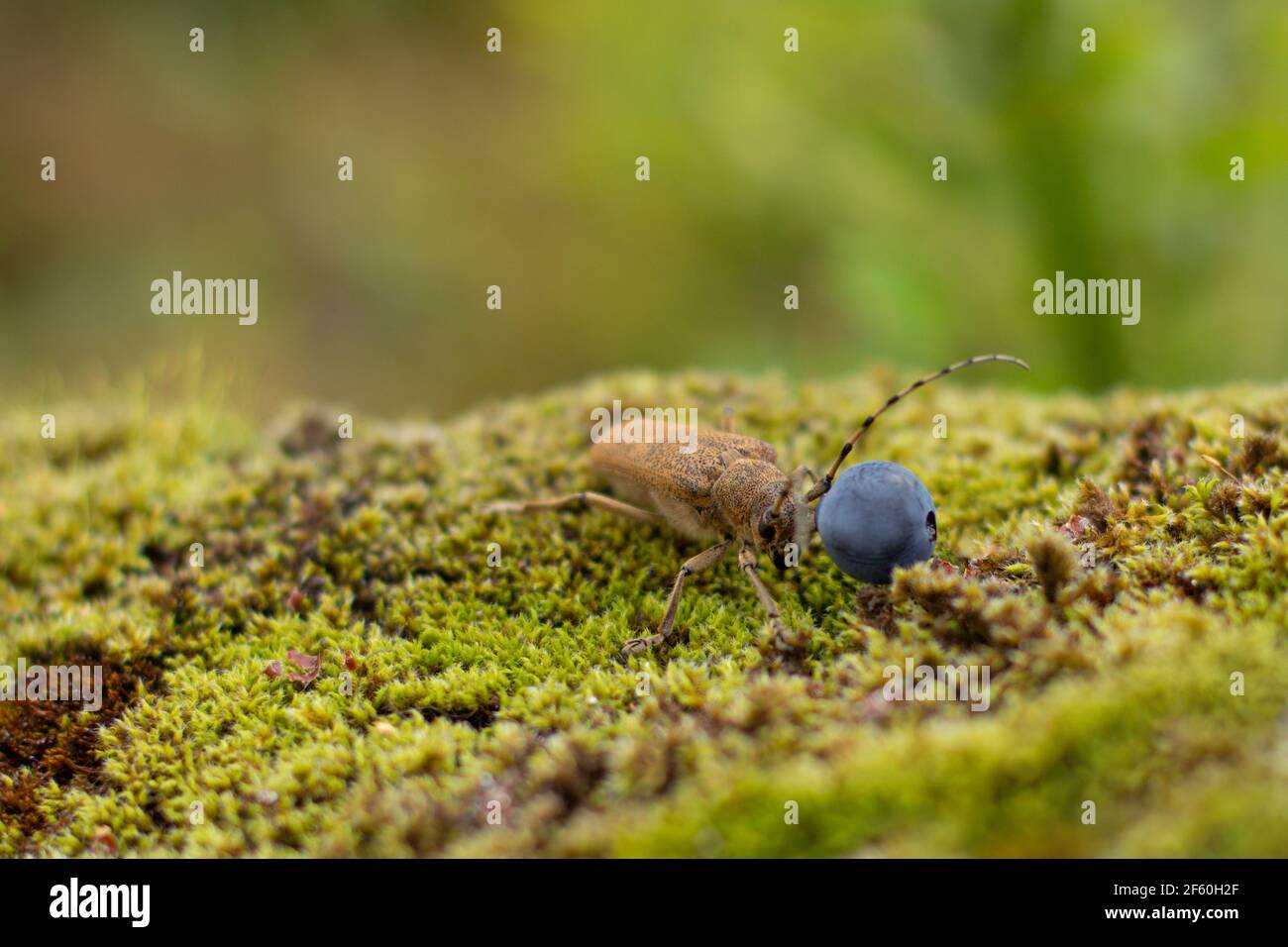 Aingle Saft Heidelbeere und Insekten langhörnigen Käfer. Stockfoto