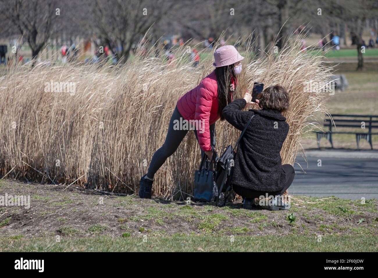 Eine asiatisch-amerikanische Frau macht ein sehr nahes Foto einer anderen Frau unter dem Unkraut. Im Flushing Meadows Corona Park in Queens, New York City. Stockfoto