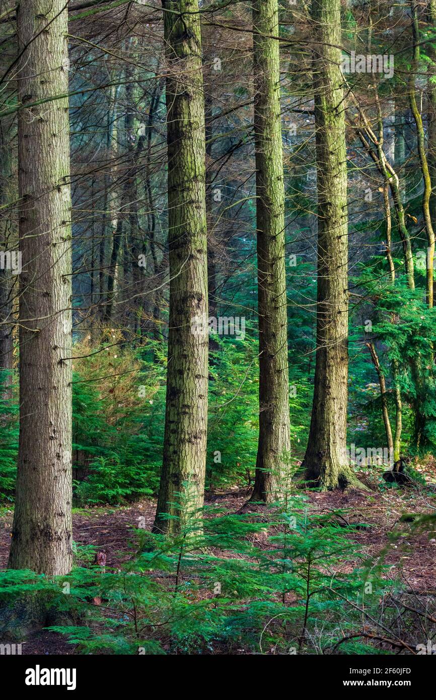 Eine Reihe von Kiefern im Wyre Forest, Worcestershire, England Stockfoto