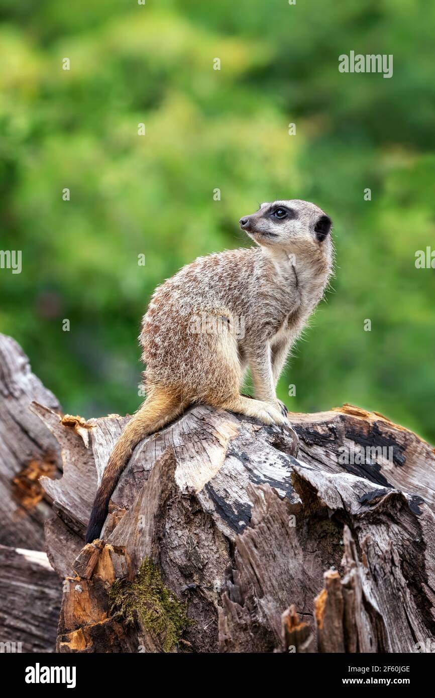 Ein einsamer Erdmännchen, suricata suricatta, steht Wache für den Rest der Truppe. Üppiges grünes Laub Hintergrund mit Platz für Text. Stockfoto