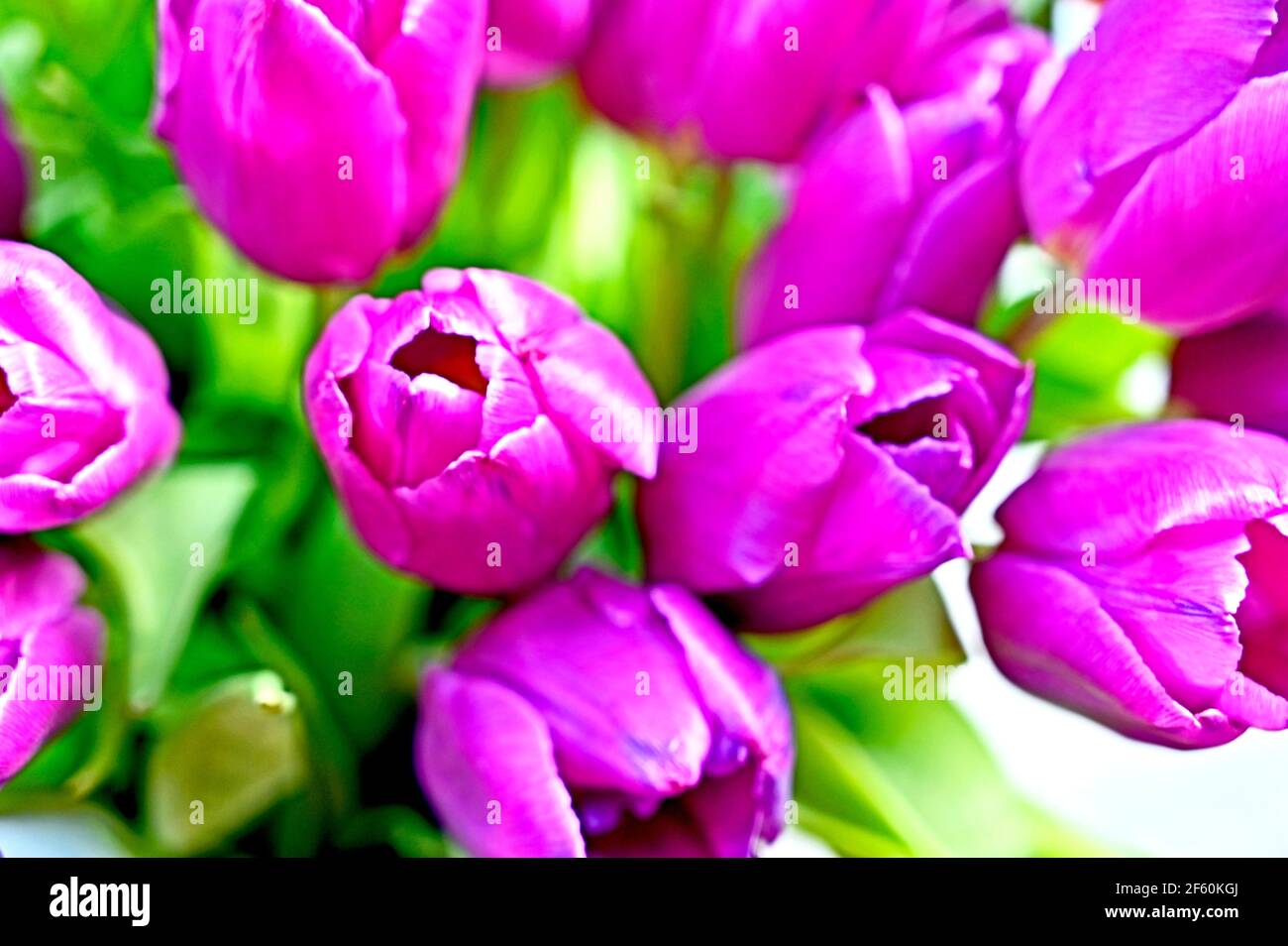 Tulpenstrauß Stockfoto