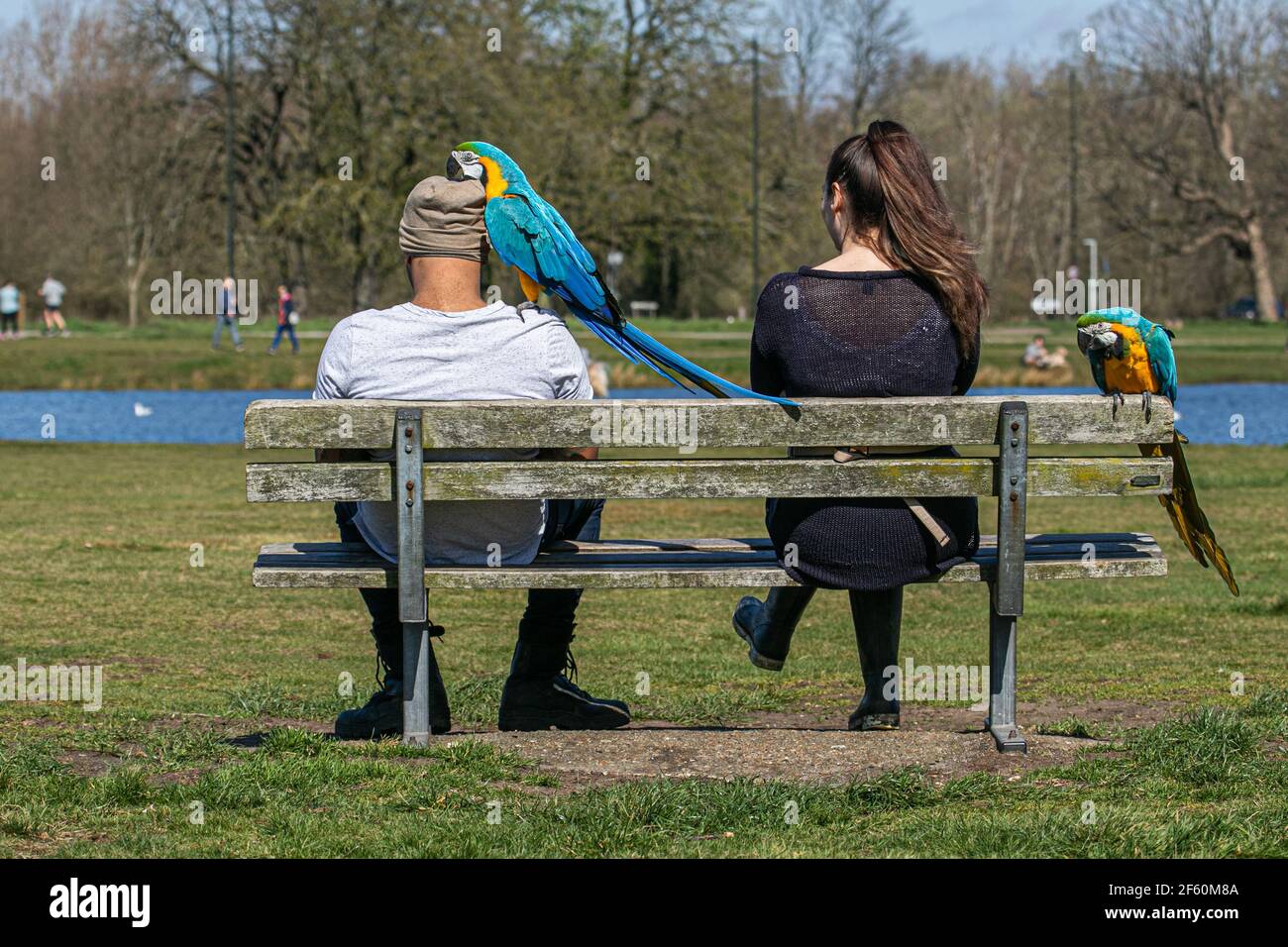 WIMBLEDON LONDON, GROSSBRITANNIEN, 29. MÄRZ 2021. Schöne blau-gelbe Ara Papageien (Ara Ararauna) Mikey und Mia werden von ihren Handlern herausgenommen, während sie die Frühlingssonne auf Wimbledon Common am ersten Tag der Aufhebung der Sperrbeschränkungen genießen. Credit amer ghazzal/Alamy Live News Stockfoto