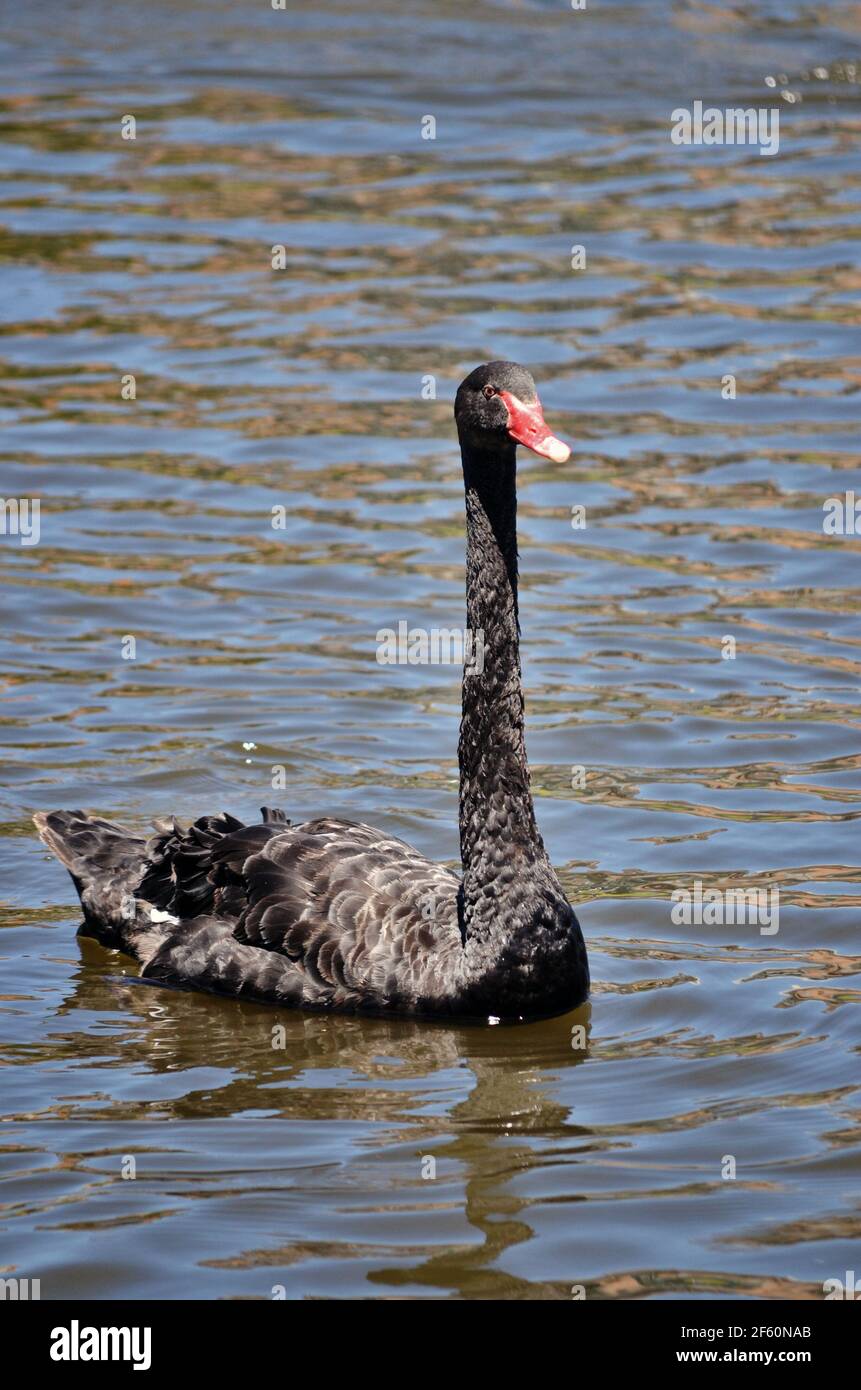 Ein australischer schwarzer Schwan, der im Fluss Torrens in Adelaide, Südaustralien, schwimmt. Stockfoto