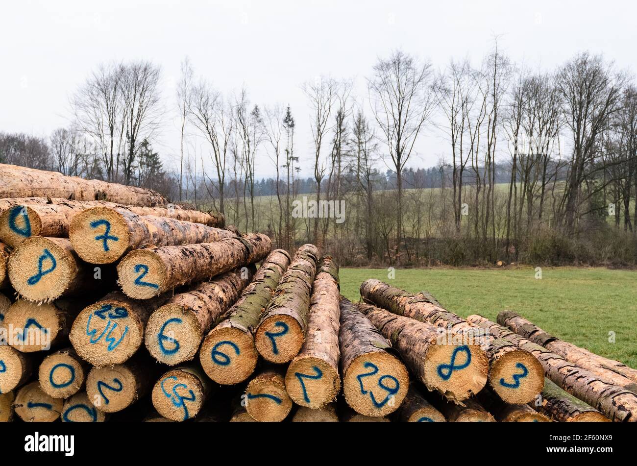 Nummerierte gefällte Bäume auf einem Holzhof oder Holzfällergelände, Baumstämme Stapel von Holzstämmen im Wald, Querschnitt, Entwaldung, Deutschland, Europa Stockfoto
