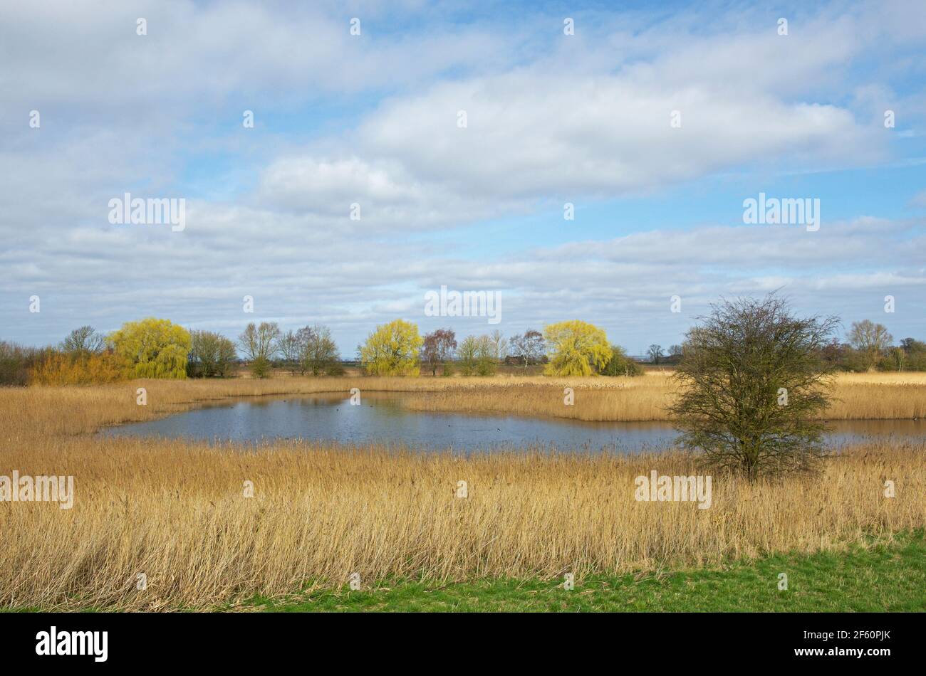 Faxfleet Ponds, East Yorkshire, England Großbritannien Stockfoto