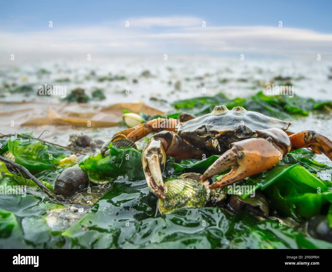Nahaufnahme einer gemeinen Strandkrabbe (Carcinus maenas), die leblos auf grünen Algen im norddeutschen Wattenmeer gestrandet ist. Stockfoto