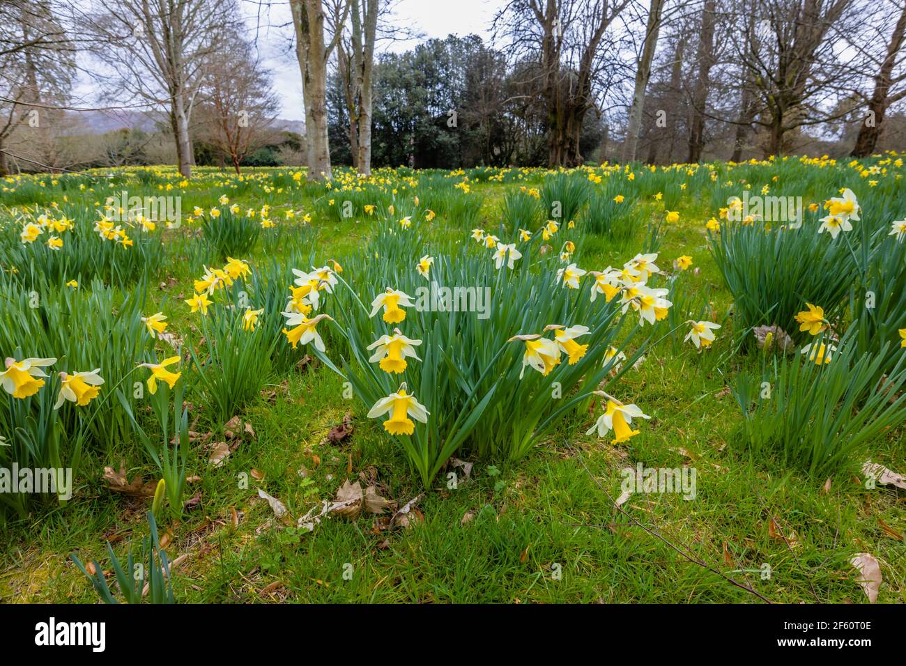 Ein Teppich aus wilden Narzissen, der im Frühjahr im Petworth Park, Petworth, West Sussex, Südostengland, in Wäldern wächst Stockfoto