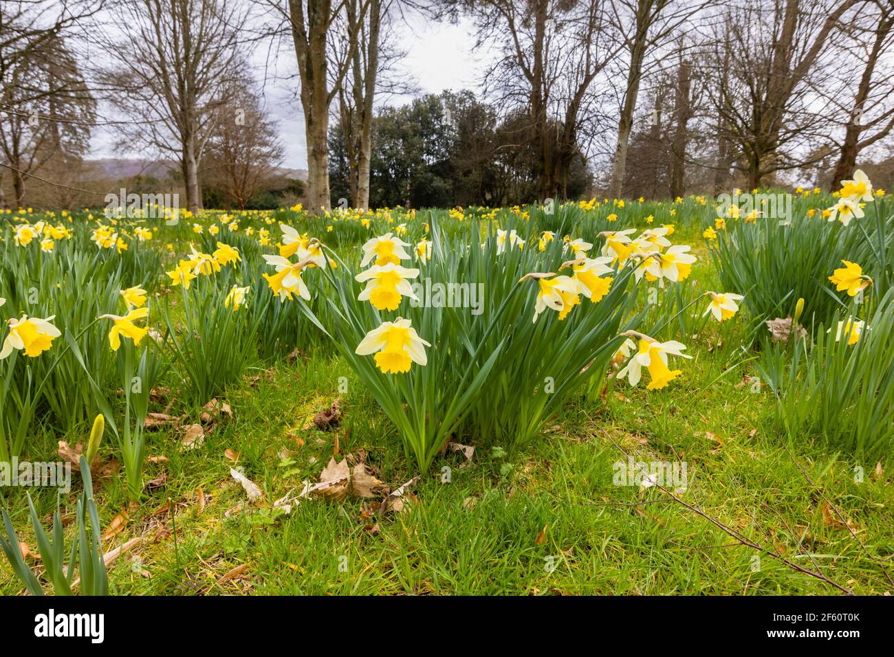 Ein Teppich aus wilden Narzissen, der im Frühjahr im Petworth Park, Petworth, West Sussex, Südostengland, in Wäldern wächst Stockfoto