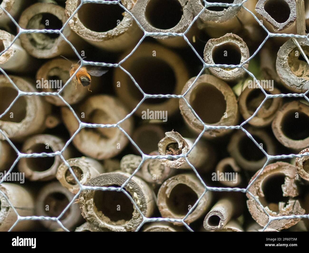 Réchauffement climatique jardin Fotos und Bildmaterial in hoher